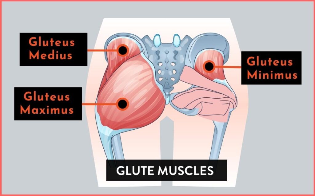 glute muscles