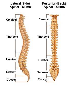 Keeping the back straight while deadlifting