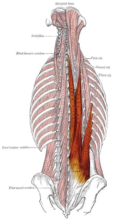 erector muscle