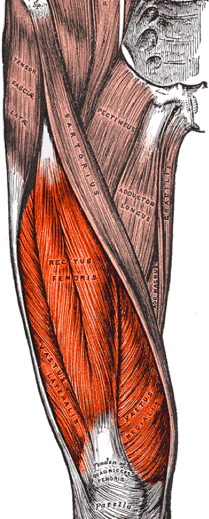 quadriceps