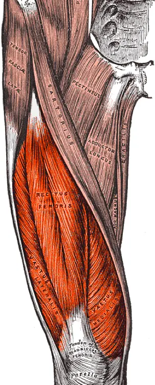 quadricep muscle