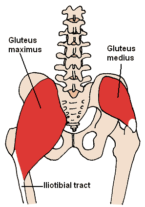 glute muscle