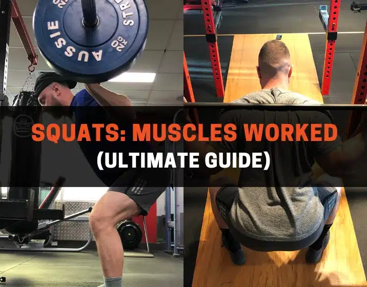 muscles used in the squat