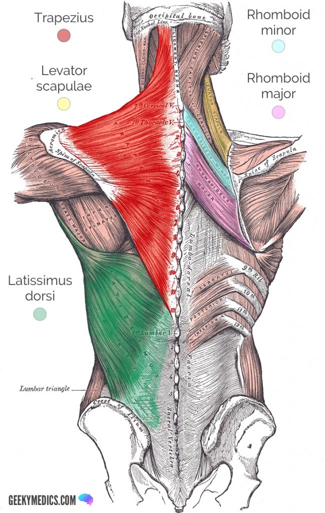 upper back muscles for squatting