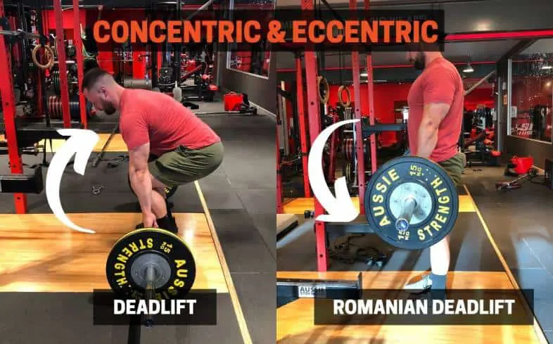 The concentric and eccentric range of motion is different from the deadlift vs romanian deadlift
