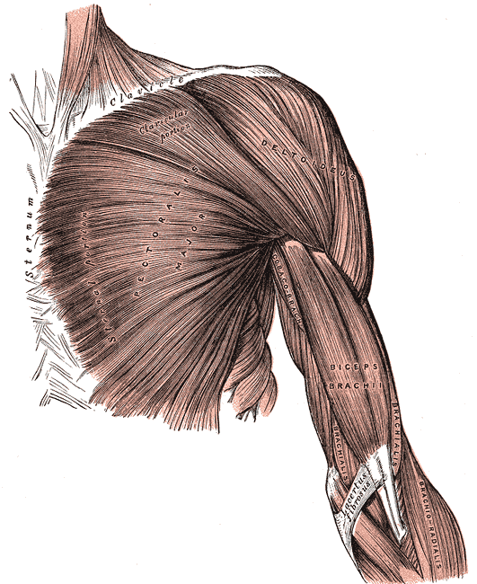 Muscles of the pec during bench press