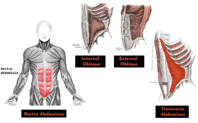 other core muscle groups such as Rectus Abdominus, Internal / External Obliques and Transverse Abdominus  contribute to activities of the spine, torso, and pelvis