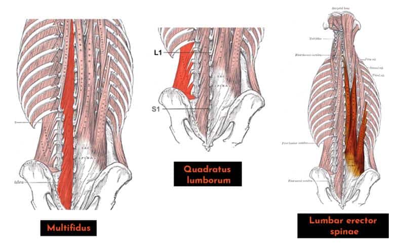 squatting and deadlifting target the core muscles like Multifidus, Quadratus lumborum and Lumbar erector spinae