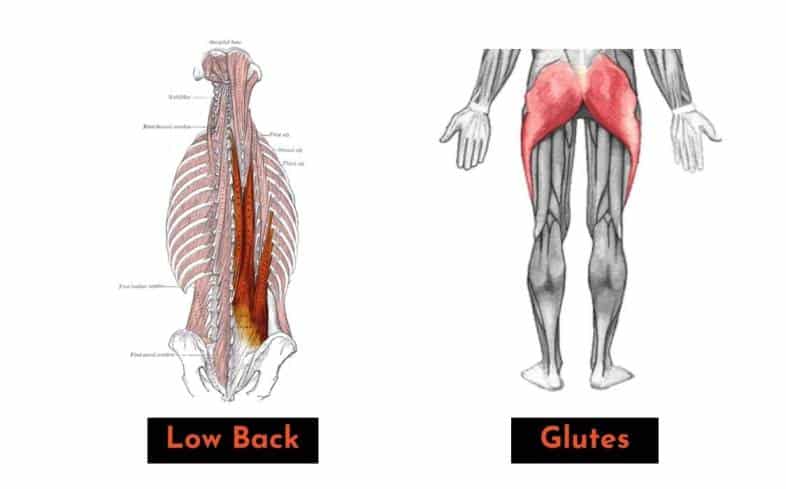 if you squat with a more bent-over back angle, you will use more low back and glutes and less quads