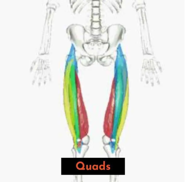 if you squat with a more vertical back angle, you will use more quads and less low back and glutes