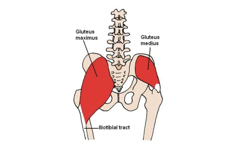 glute medius is the upper-side part of the glute