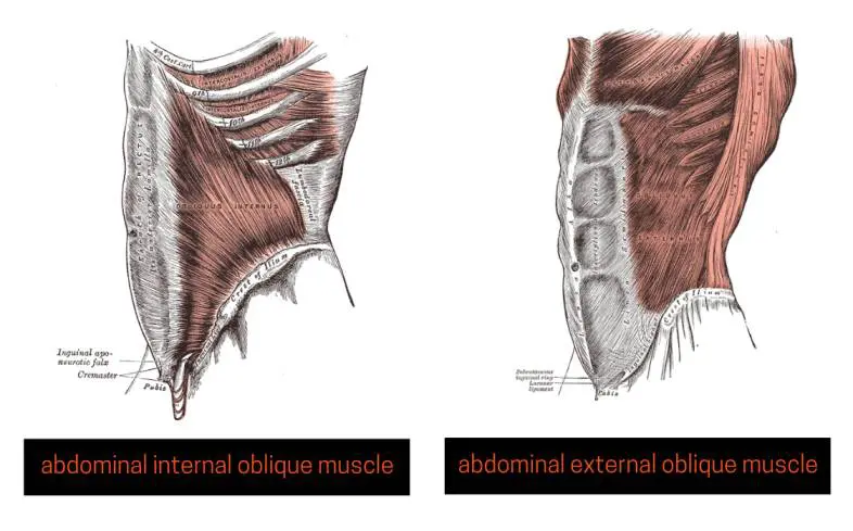 Obliques are used in the Cossack squat