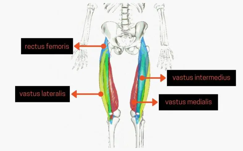 Quadriceps are used in the Cossack squat