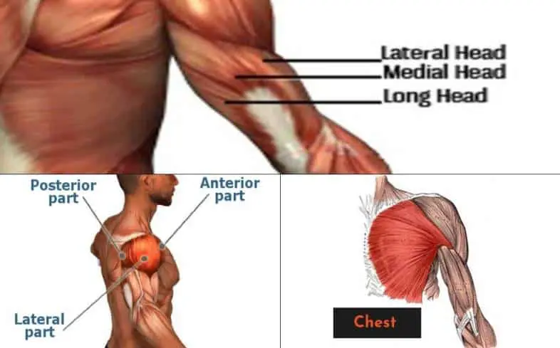 if you’re weak off the chest, it means your pecs are a limiting muscle group and you need to work on specific exercises to get them stronger