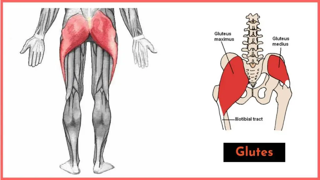 if your squat lockout is weak it may be because your glute muscles are weak