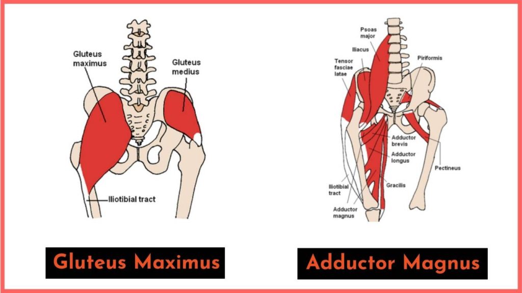 gluteus maximus and adductor magnus both contribute to extending the hip and different portions of the squat.