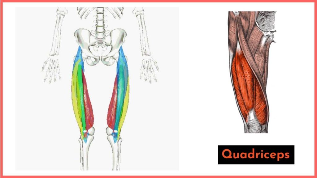 the primary knee extensors are the quadriceps