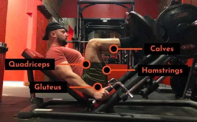 muscles used in the leg press