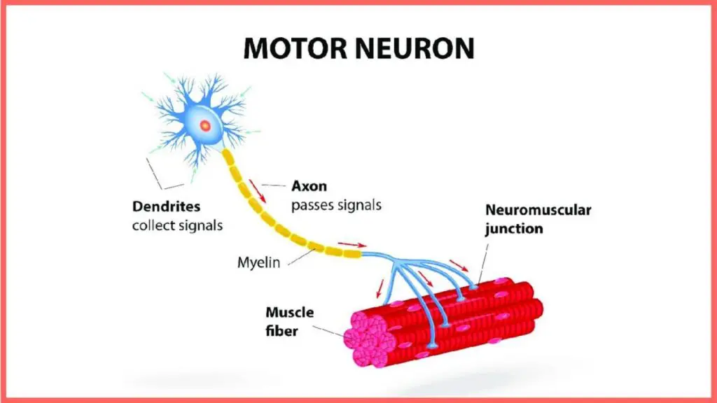 a neuron is just an electrical communication link between your brain and your muscle