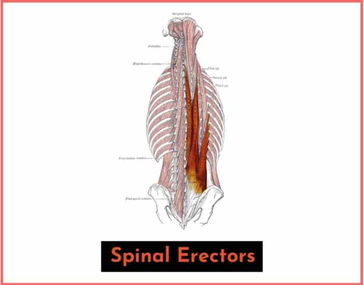the spinal erectors are the muscles that run vertically along each side of your spine