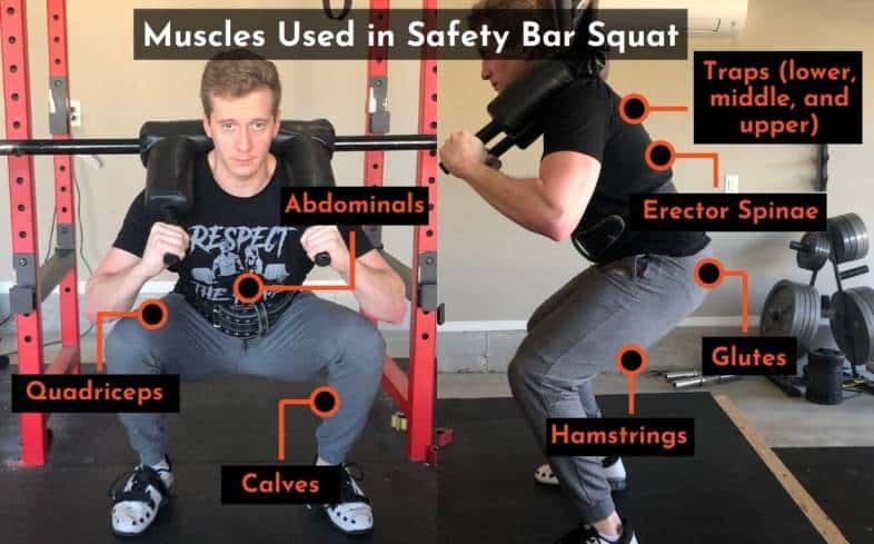 muscles used in the safety bar squat
