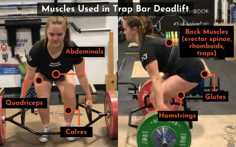 muscles used in the trap bar deadlift