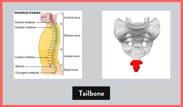 tailbone is the very bottom section of the spine, sitting just beneath the sacrum