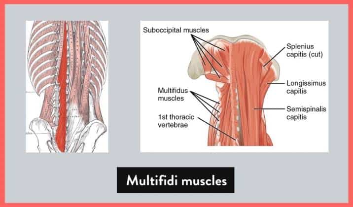 settle down the multifidi muscles