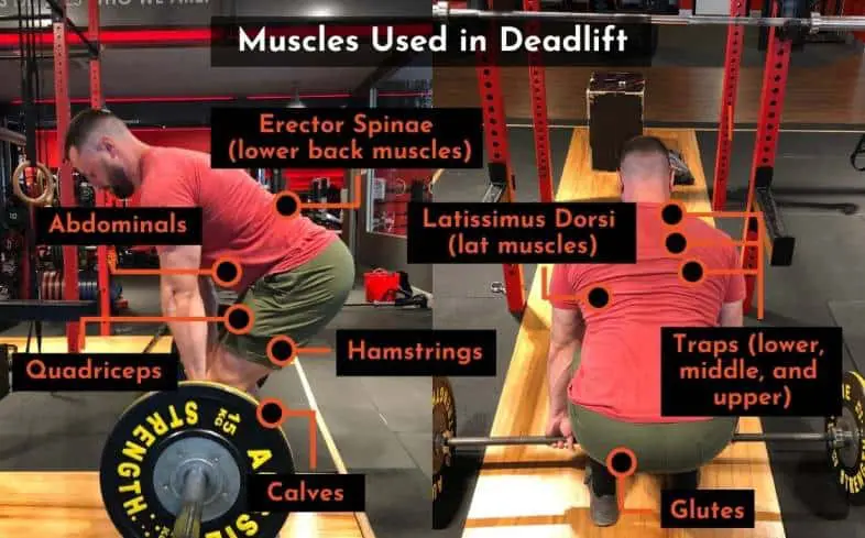 the muscles used in the deadlift