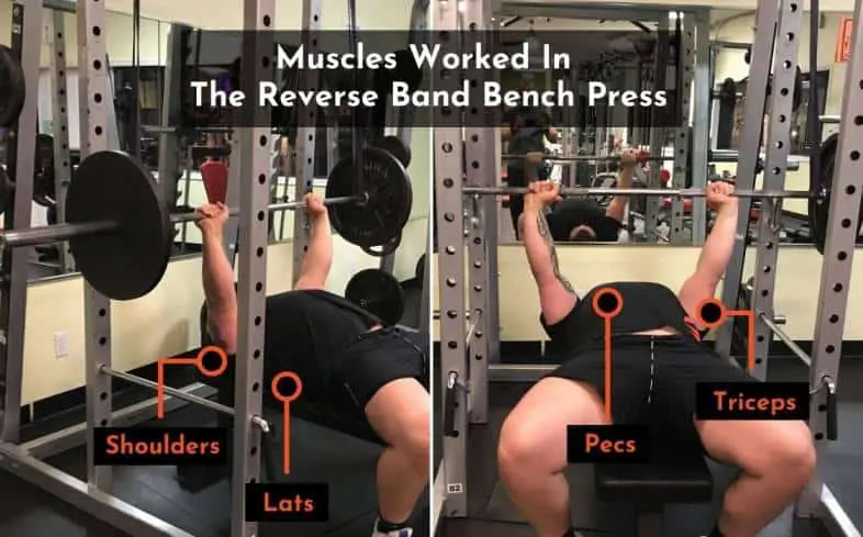 muscles worked in the reverse band bench press