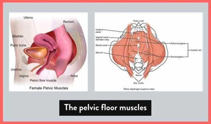 the muscles of the pelvic floor are so commonly involved in the expression of tailbone pain when theyโre dysfunctional