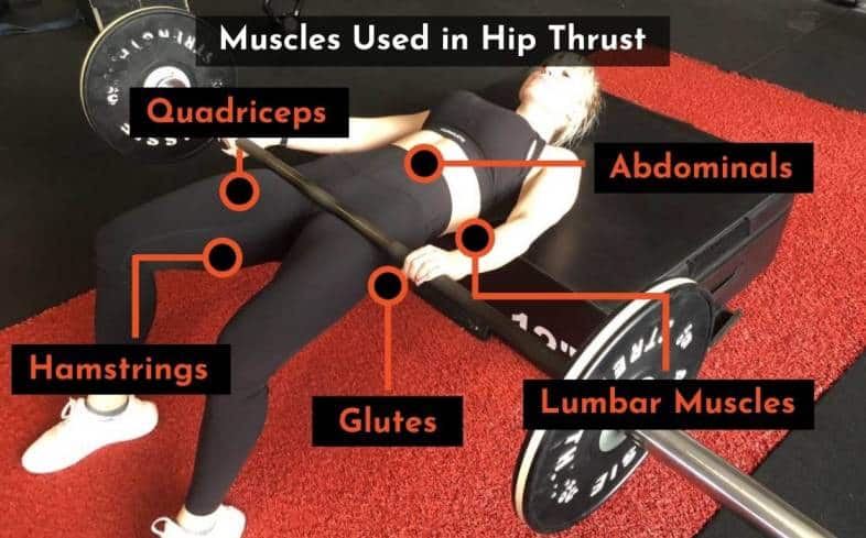 the muscles used in the hip thrust