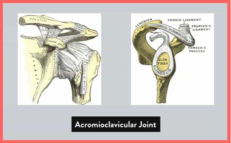 the shoulder girdle, known as the acromioclavicular joint is the joint where the end of the collar bone meets with the top of the shoulder blade