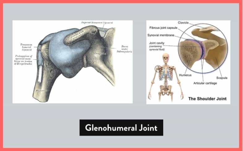 The shoulder joint, known as the glenohumeral joint is a type of ball and socket joint