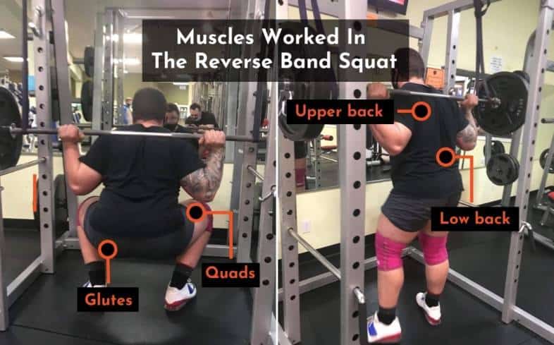 the muscles used in the reverse band squat