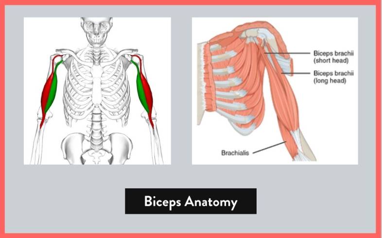 understanding the basics of bicep anatomy