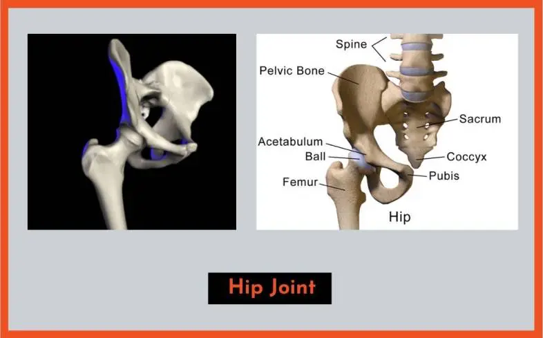 understand the basics of hip anatomy