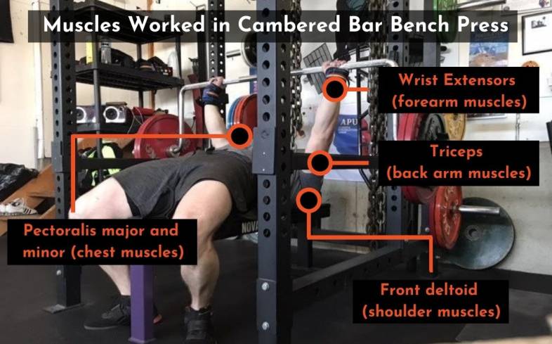 the muscles used in the cambered bar bench press