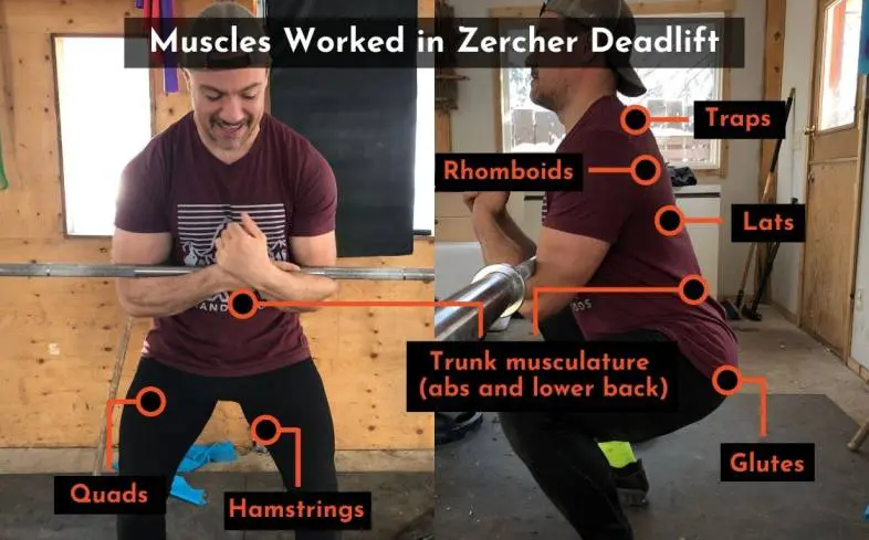 muscles worked in zercher deadlift
