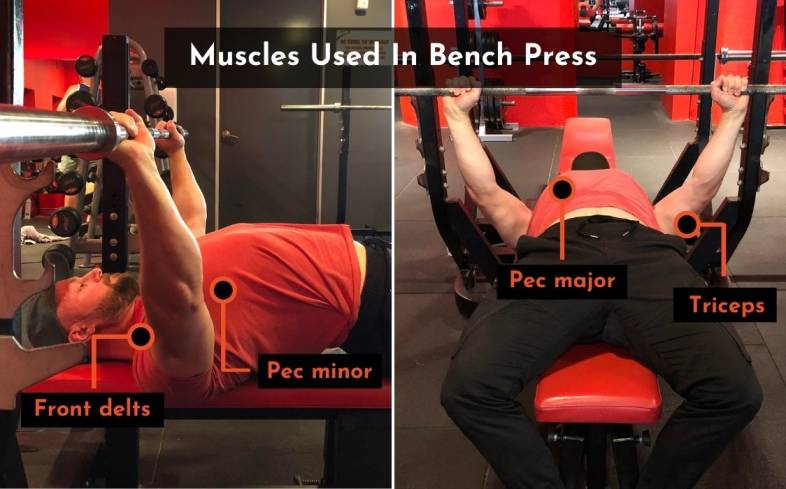 the muscles used in the bench press