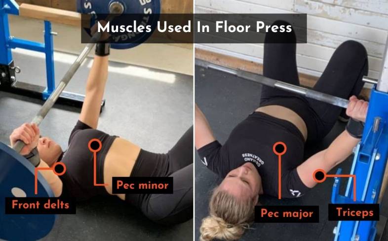 the muscles used in the floor press