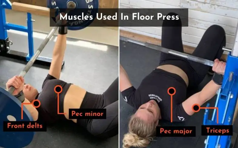 the muscles used in the floor press
