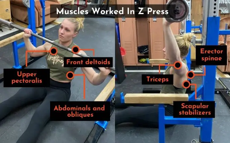 the muscles used in the z press