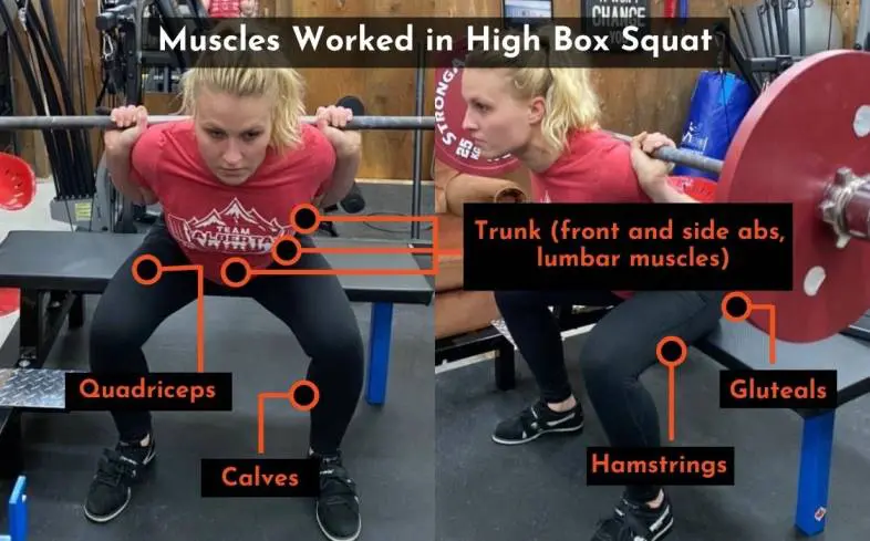 the muscles used in the high box squat