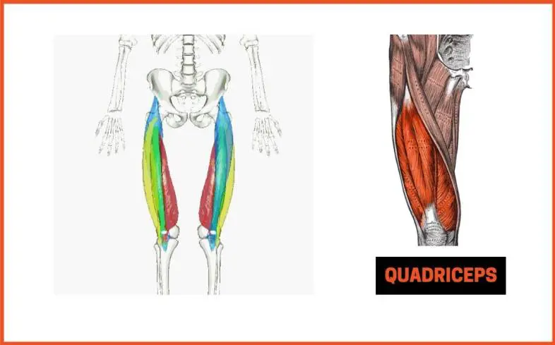 the use of quads in the deadlift