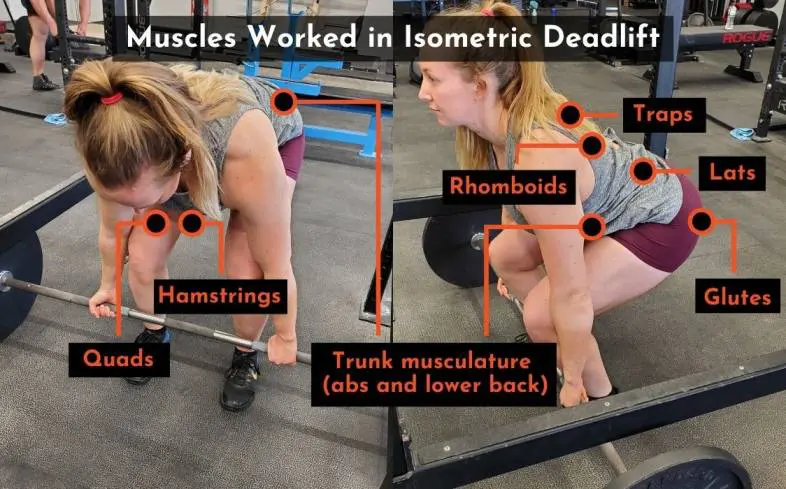 the muscles used in the isometric deadlift 