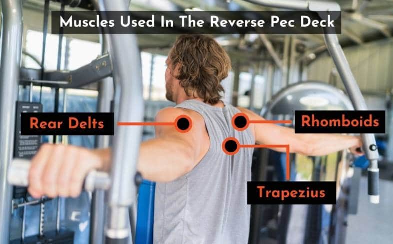 5 Best Reverse Pec Deck Alternatives With Pictures 