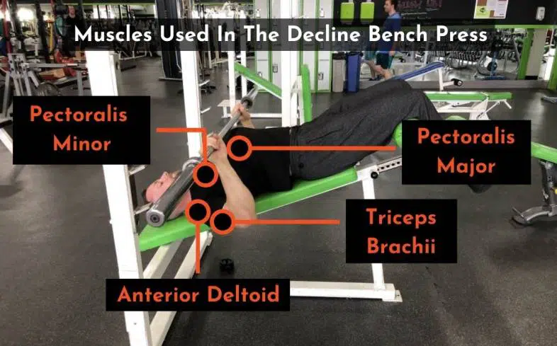 the muscles used when doing the decline bench press