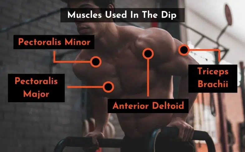 the muscles used when doing the dip
