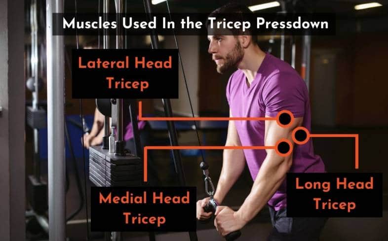 the muscles used in the tricep pressdown